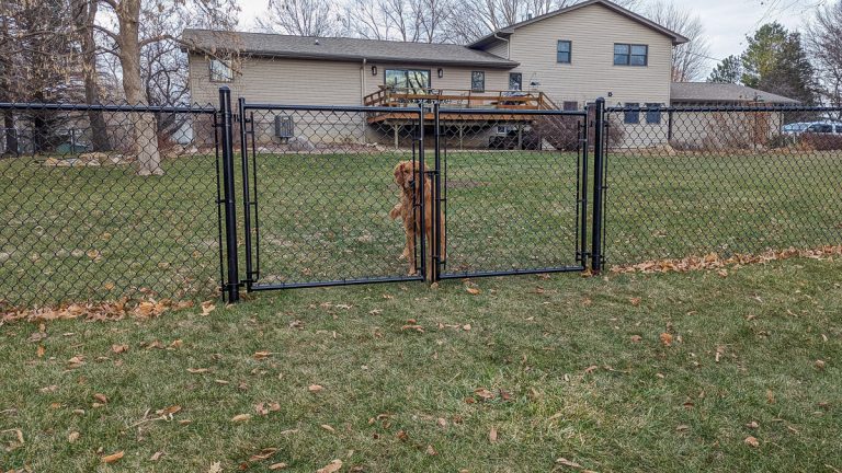 Golden retriever stands on hind legs against chain-link fence in yard with house and deck in background.